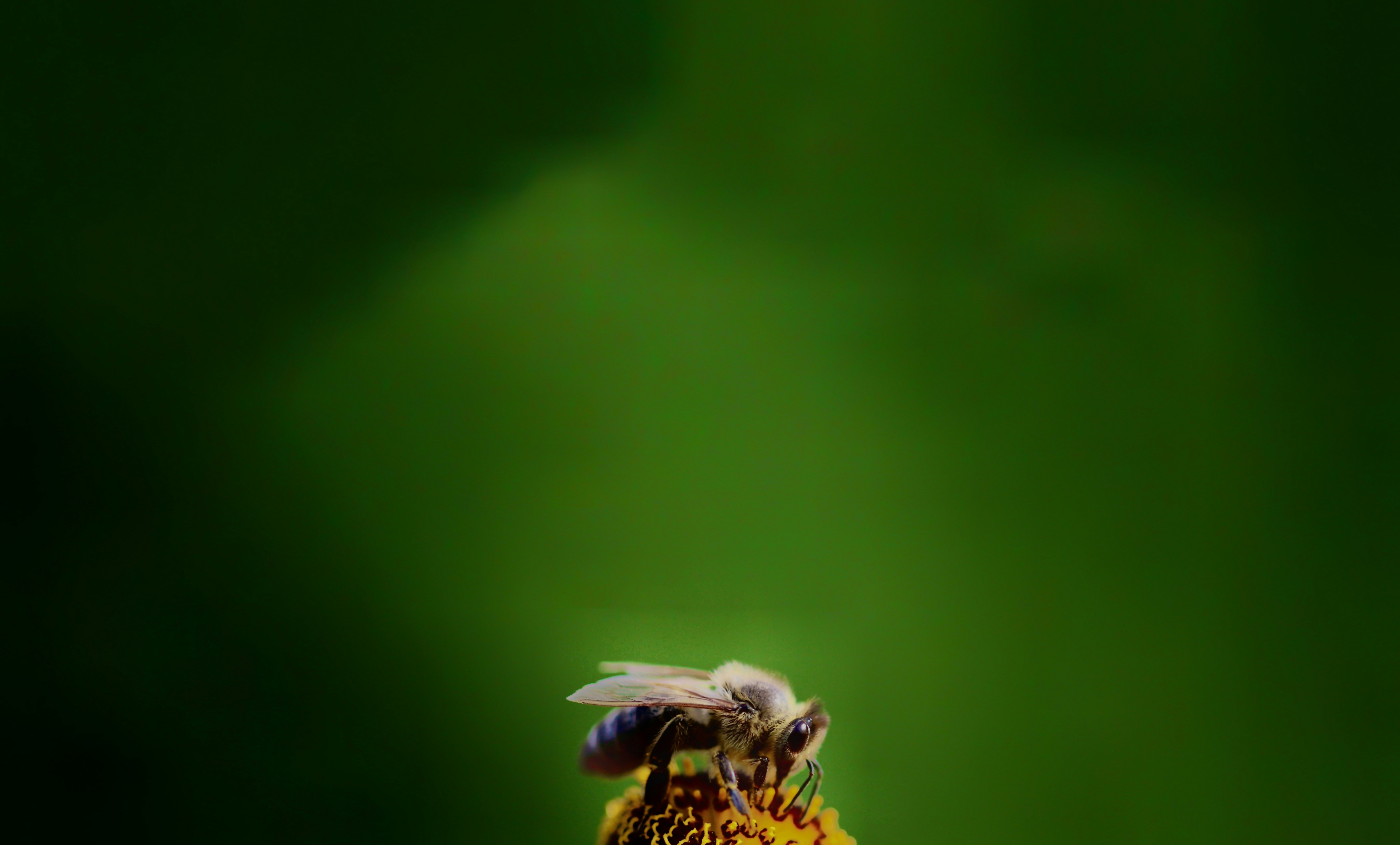 yellow and black bee on green background